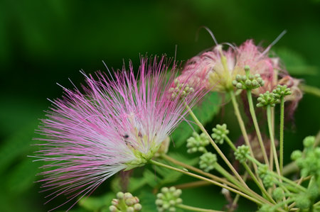 Close-up of pink fluffy flower with green leaf background, natureの写真素材