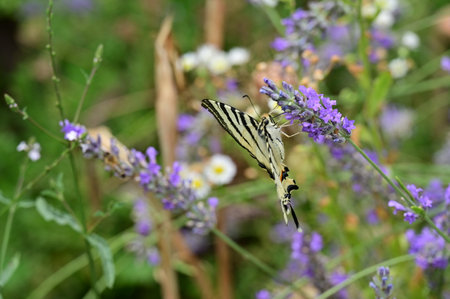 Butterfly on lavender flower in garden, closeup of photoの写真素材