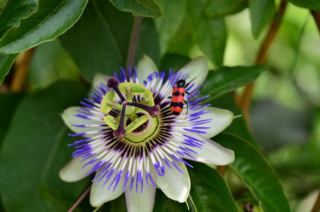 Passiflora caerulea, Passion flower and bugの写真素材