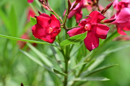 Close up of red oleander flowers with green leaves background.の写真素材