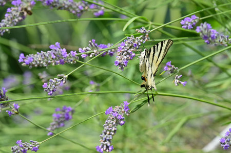 Papilio machaon butterfly on lavender flower in gardenの写真素材