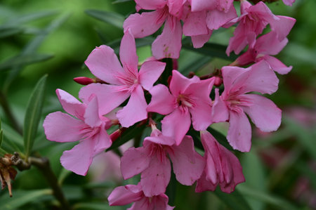 pink oleander flowers in the garden, close-upの写真素材