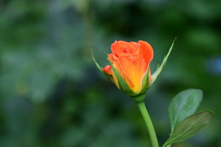 Beautiful orange rose in the garden. Selective focus and shallow depth of field.の写真素材