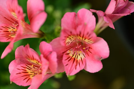 Close up of pink alstroemeria flowers in the garden.の写真素材