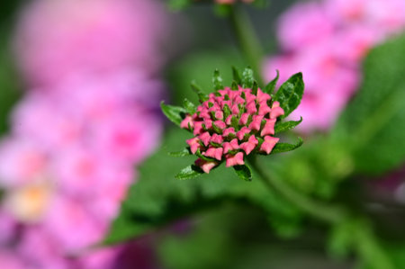 Lantana camara flower close-up, selective focus.