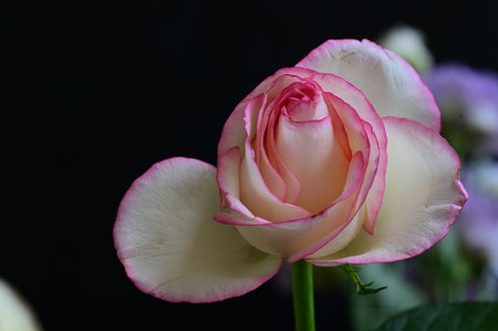 Pink and white rose on black background. Close-up image.の写真素材