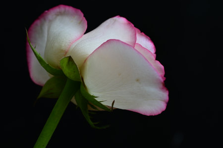white and pink rose isolated on black background, closeup of photoの写真素材