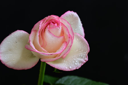 Beautiful white and pink rose with dew drops on black backgroundの写真素材