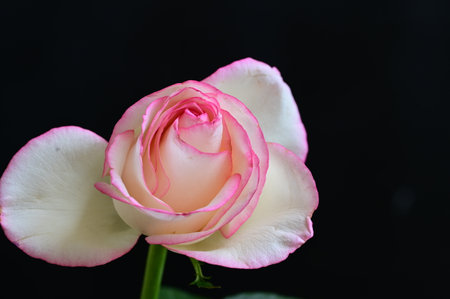 pink and white rose isolated on black background with copy space.の写真素材