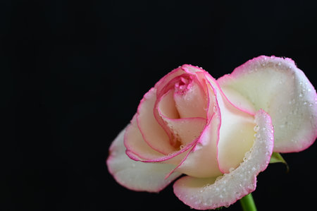 White rose with water drops on black background, Valentine's day conceptの写真素材