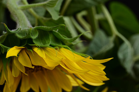 Close up of a yellow sunflower with green leaves on a black backgroundの写真素材