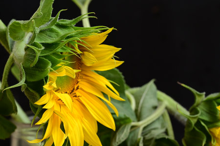 Sunflowers on a black background. Shallow depth of field.の写真素材