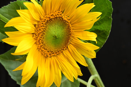 Close up of yellow sunflower with green leaf on black background.の写真素材
