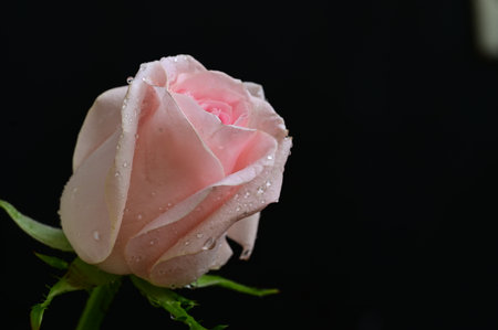 beautiful pink rose on a black background close-up macro photographyの写真素材