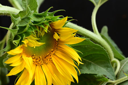 Close up of sunflower on black background with copy space, verticalの写真素材