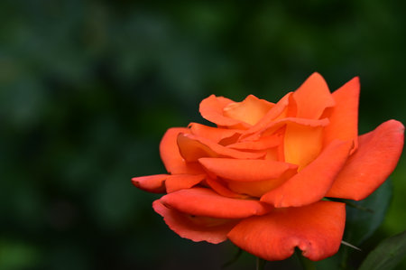 Orange rose on a green background. Shallow depth of field.の写真素材