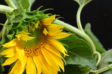 Sunflower on a black background. Close-up. Selective focus.の写真素材