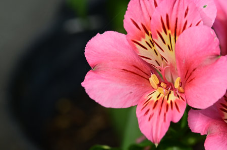 Pink alstroemeria flower in a pot, close-upの写真素材