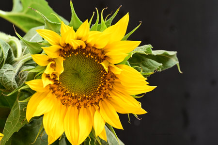 Sunflower on a black background, close-up, selective focusの写真素材