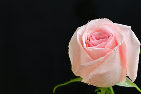 Pink rose with water drops on black background. Shallow depth of field.の写真素材