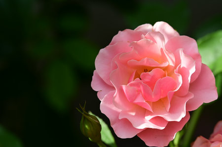 Beautiful pink rose in the garden. Selective focus and shallow depth of field.の写真素材