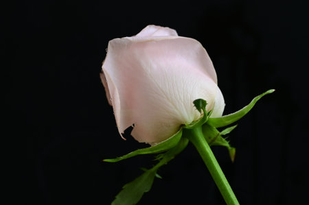 White rose on a black background, close-up, macro.の写真素材