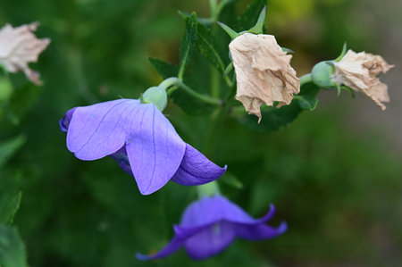 Platycodon grandiflorus, also known as bellflowerの写真素材