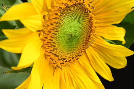 Sunflower on the background of green leaves. Close-up.の写真素材