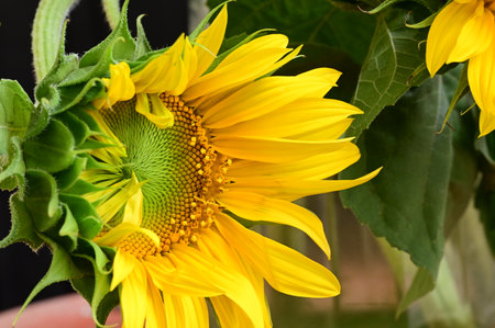 Sunflower blooming in the garden. Sunflower natural background.の写真素材
