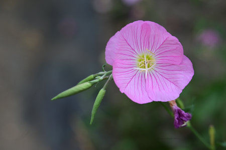 Pink Evening Primrose flower, Oenothera speciosaの写真素材