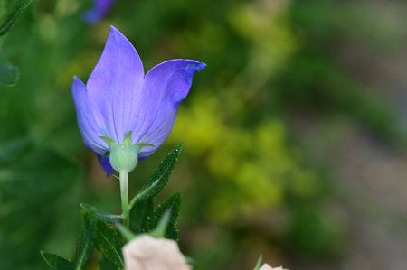 Platycodon grandiflorus, commonly known as bellflowerの写真素材