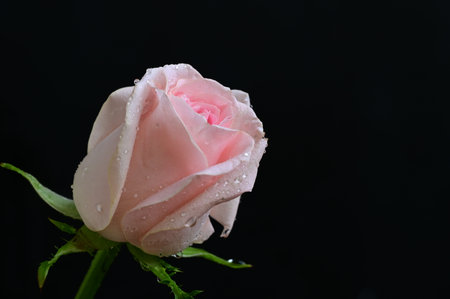 beautiful pink rose on a black background close-up. macroの写真素材