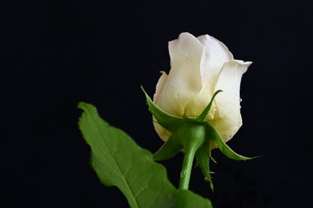 White rose on a black background, close-up, macro.の写真素材