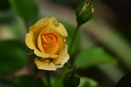 Yellow rose in the garden. Selective focus with shallow depth of field.の写真素材