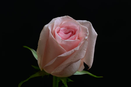 Pink rose isolated on black background. Close-up of pink rose.の写真素材