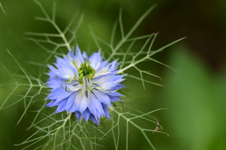 Nigella damascena, nigella damascena, nigella flowerの写真素材
