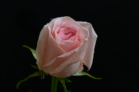 pink rose with water droplets on petals on black backgroundの写真素材