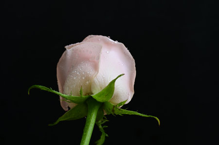 pink rose with water droplets on it isolated on black backgroundの写真素材
