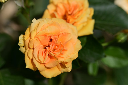 Beautiful yellow rose in the garden. Close up. Selective focus.の写真素材