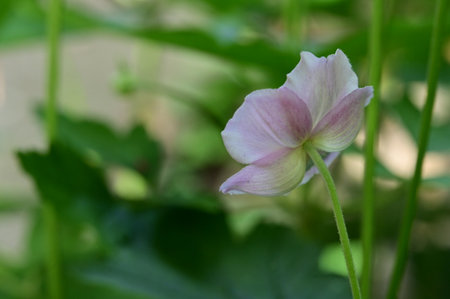 Flower of an anemone (Anemone grandiflora)の写真素材