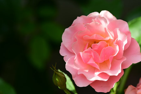Beautiful roses in the garden, Roses are beautiful with a beautiful sunny day.の写真素材