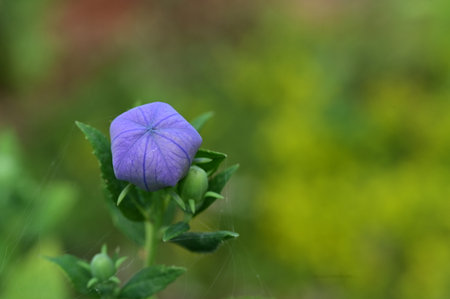 Platycodon grandiflorus flower on green backgroundの写真素材