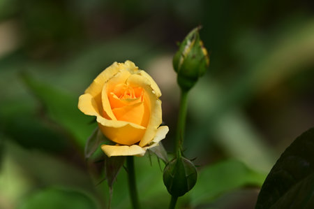 Yellow rose in the garden with green background. Shallow depth of field.の写真素材