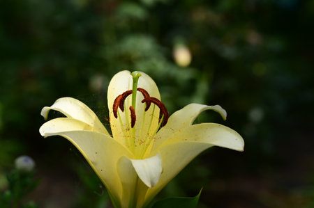 Yellow lily in the garden, close-up, selective focusの写真素材