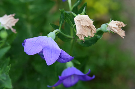 Platycodon grandiflorus, bellflower, bellflowerの写真素材