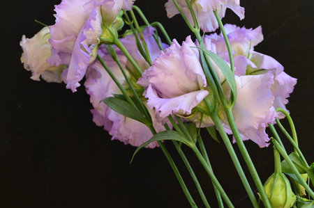 Bouquet of purple eustoma flowers on black background.の写真素材