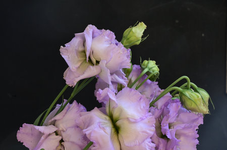 bouquet of eustoma on black background, closeup of photoの写真素材