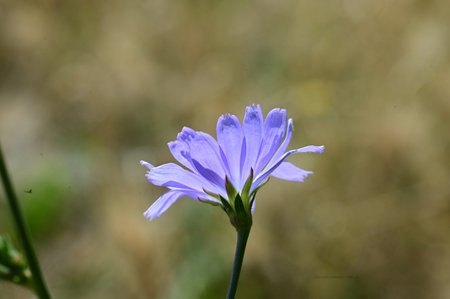 Blue chicory flower on a background of green grass. Chicory plant.の写真素材