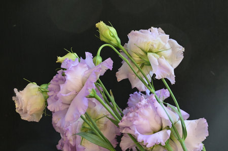 bouquet of eustoma flowers on black background, closeup of photoの写真素材