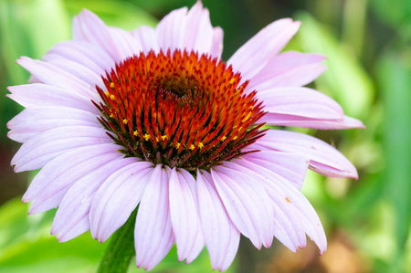 Echinacea purpurea, commonly known as coneflowerの写真素材